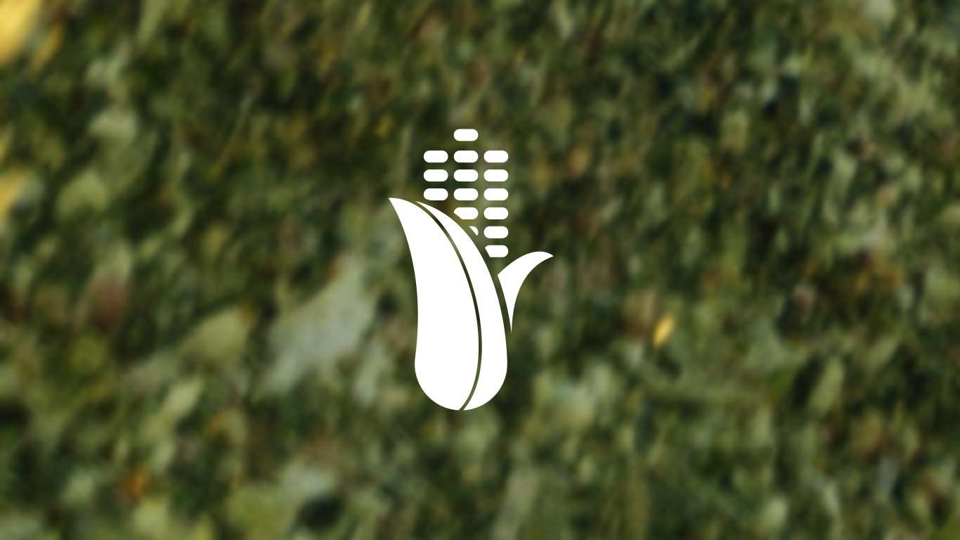 Vlastnosti silážní kukuřice