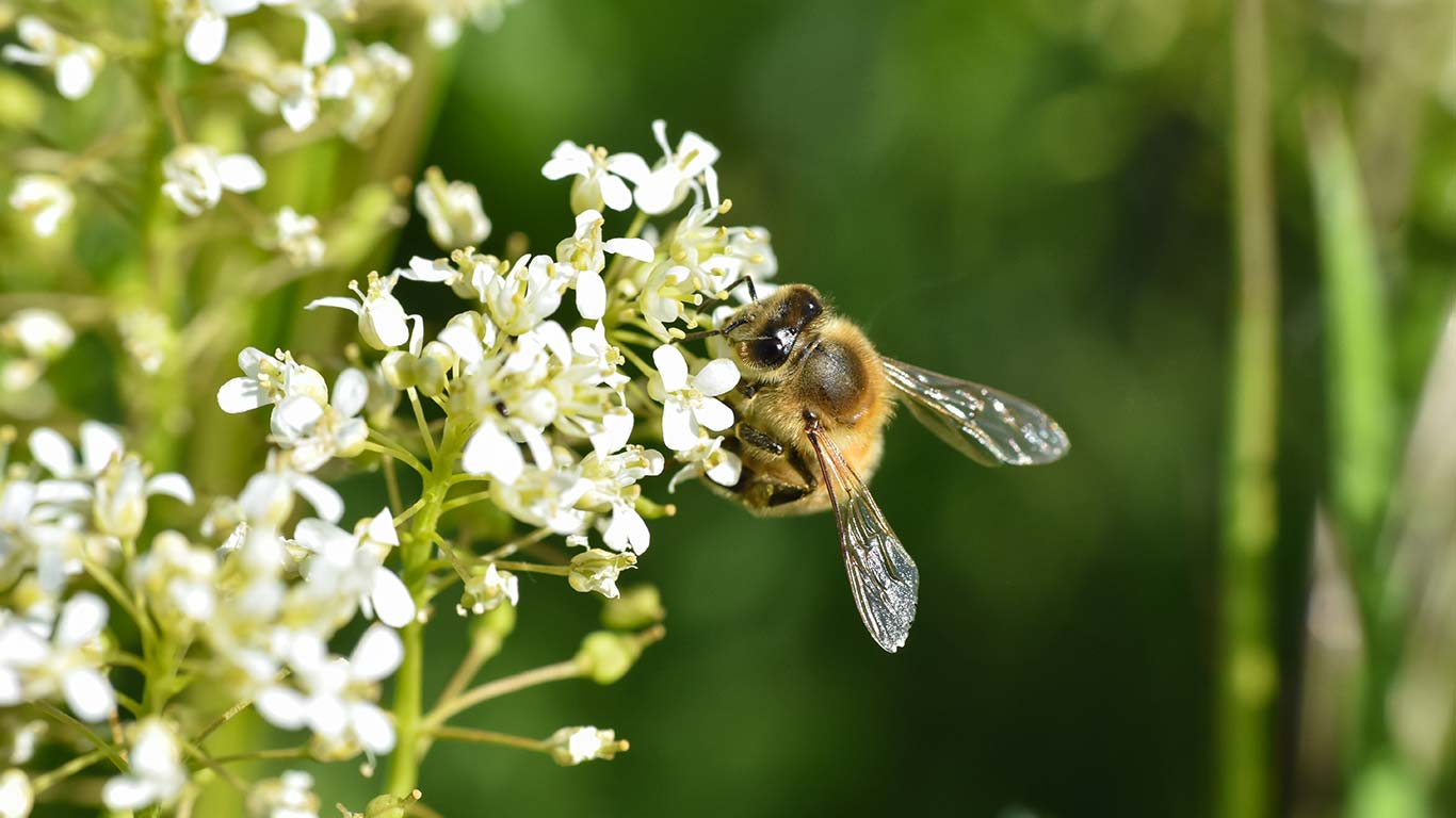 Co můžete udělat pro včely